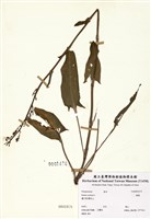 藏品(酸模)的圖片